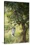 Vervet Monkey Climbing in Forest, Kruger National Park, South Africa-Paul Souders-Stretched Canvas