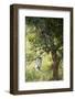 Vervet Monkey Climbing in Forest, Kruger National Park, South Africa-Paul Souders-Framed Photographic Print