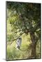 Vervet Monkey Climbing in Forest, Kruger National Park, South Africa-Paul Souders-Mounted Photographic Print