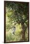 Vervet Monkey Climbing in Forest, Kruger National Park, South Africa-Paul Souders-Framed Photographic Print