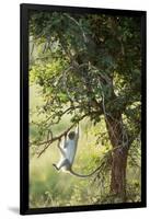 Vervet Monkey Climbing in Forest, Kruger National Park, South Africa-Paul Souders-Framed Photographic Print