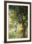 Vervet Monkey Climbing in Forest, Kruger National Park, South Africa-Paul Souders-Framed Photographic Print