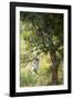 Vervet Monkey Climbing in Forest, Kruger National Park, South Africa-Paul Souders-Framed Photographic Print