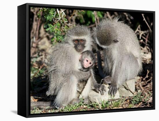 Vervet Monkey Family-ZambeziShark-Framed Stretched Canvas
