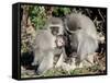 Vervet Monkey Family-ZambeziShark-Framed Stretched Canvas