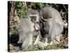 Vervet Monkey Family-ZambeziShark-Stretched Canvas