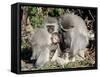 Vervet Monkey Family-ZambeziShark-Framed Stretched Canvas