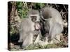 Vervet Monkey Family-ZambeziShark-Stretched Canvas