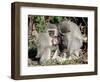 Vervet Monkey Family-ZambeziShark-Framed Photographic Print