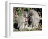 Vervet Monkey Family-ZambeziShark-Framed Photographic Print