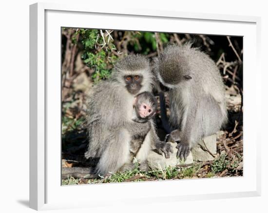 Vervet Monkey Family-ZambeziShark-Framed Photographic Print