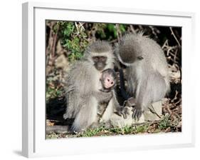 Vervet Monkey Family-ZambeziShark-Framed Photographic Print