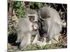 Vervet Monkey Family-ZambeziShark-Mounted Photographic Print