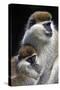 Vervet Monkey Female with Baby-null-Stretched Canvas