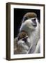 Vervet Monkey Female with Baby-null-Framed Photographic Print