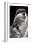 Vervet Monkey Female with Baby-null-Framed Photographic Print