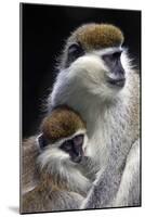 Vervet Monkey Female with Baby-null-Mounted Photographic Print
