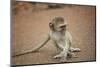 Vervet Monkey infant (Chlorocebus pygerythrus), Kruger National Park, South Africa-David Wall-Mounted Photographic Print