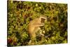 Vervet Monkey, Makgadikgadi Pans National Park, Botswana-Paul Souders-Stretched Canvas