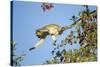 Vervet Monkey, Makgadikgadi Pans National Park, Botswana-Paul Souders-Stretched Canvas