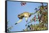 Vervet Monkey, Makgadikgadi Pans National Park, Botswana-Paul Souders-Framed Stretched Canvas