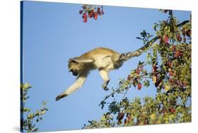 Vervet Monkey, Makgadikgadi Pans National Park, Botswana-Paul Souders-Stretched Canvas