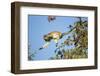 Vervet Monkey, Makgadikgadi Pans National Park, Botswana-Paul Souders-Framed Photographic Print