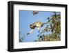 Vervet Monkey, Makgadikgadi Pans National Park, Botswana-Paul Souders-Framed Photographic Print