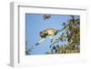 Vervet Monkey, Makgadikgadi Pans National Park, Botswana-Paul Souders-Framed Photographic Print