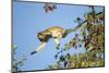 Vervet Monkey, Makgadikgadi Pans National Park, Botswana-Paul Souders-Mounted Photographic Print