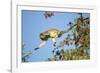 Vervet Monkey, Makgadikgadi Pans National Park, Botswana-Paul Souders-Framed Photographic Print