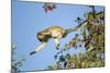 Vervet Monkey, Makgadikgadi Pans National Park, Botswana-Paul Souders-Mounted Photographic Print