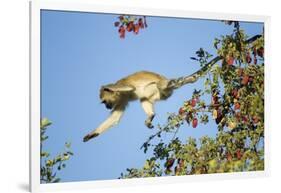 Vervet Monkey, Makgadikgadi Pans National Park, Botswana-Paul Souders-Framed Photographic Print