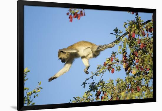 Vervet Monkey, Makgadikgadi Pans National Park, Botswana-Paul Souders-Framed Photographic Print