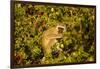 Vervet Monkey, Makgadikgadi Pans National Park, Botswana-Paul Souders-Framed Photographic Print