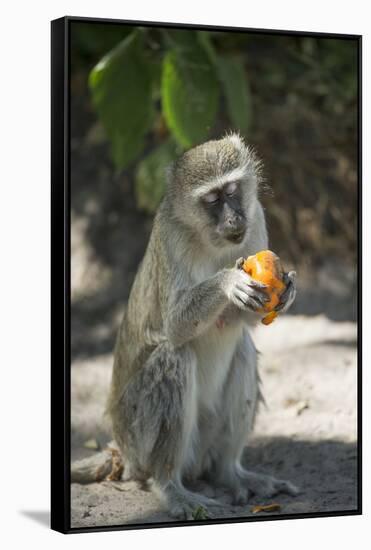 Vervet Monkey, Moremi Game Reserve, Botswana-Paul Souders-Framed Stretched Canvas