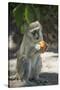 Vervet Monkey, Moremi Game Reserve, Botswana-Paul Souders-Stretched Canvas