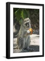 Vervet Monkey, Moremi Game Reserve, Botswana-Paul Souders-Framed Photographic Print