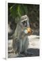 Vervet Monkey, Moremi Game Reserve, Botswana-Paul Souders-Framed Photographic Print