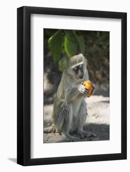 Vervet Monkey, Moremi Game Reserve, Botswana-Paul Souders-Framed Photographic Print