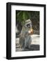 Vervet Monkey, Moremi Game Reserve, Botswana-Paul Souders-Framed Photographic Print