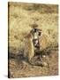 Vervet Monkey with Infant (Ceropithecus Aethiops), Ngorongoro Crater, Tanzania, East Africa, Africa-James Hager-Stretched Canvas