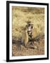 Vervet Monkey with Infant (Ceropithecus Aethiops), Ngorongoro Crater, Tanzania, East Africa, Africa-James Hager-Framed Premium Photographic Print
