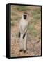 Vervet Monkey-DLILLC-Framed Stretched Canvas