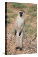 Vervet Monkey-DLILLC-Stretched Canvas