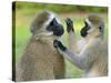 Vervet Monkey-Kyslynskyy-Stretched Canvas