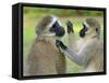 Vervet Monkey-Kyslynskyy-Framed Stretched Canvas