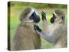 Vervet Monkey-Kyslynskyy-Stretched Canvas