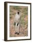 Vervet Monkey-DLILLC-Framed Photographic Print