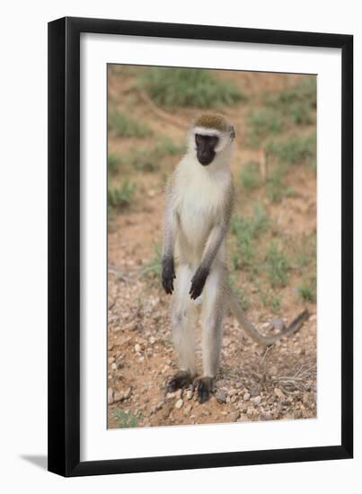 Vervet Monkey-DLILLC-Framed Photographic Print